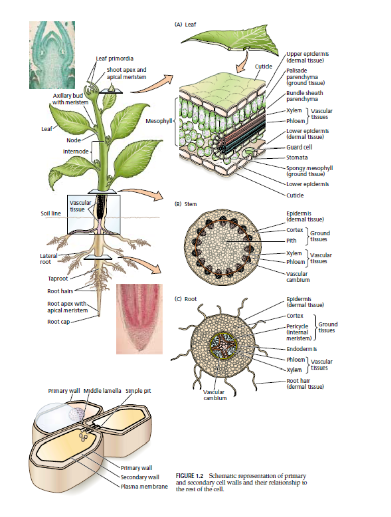 plant cells-tissues 1