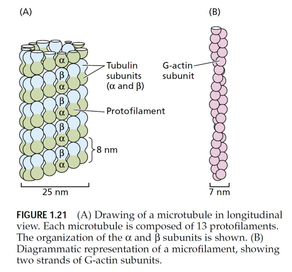 physiology microtubule