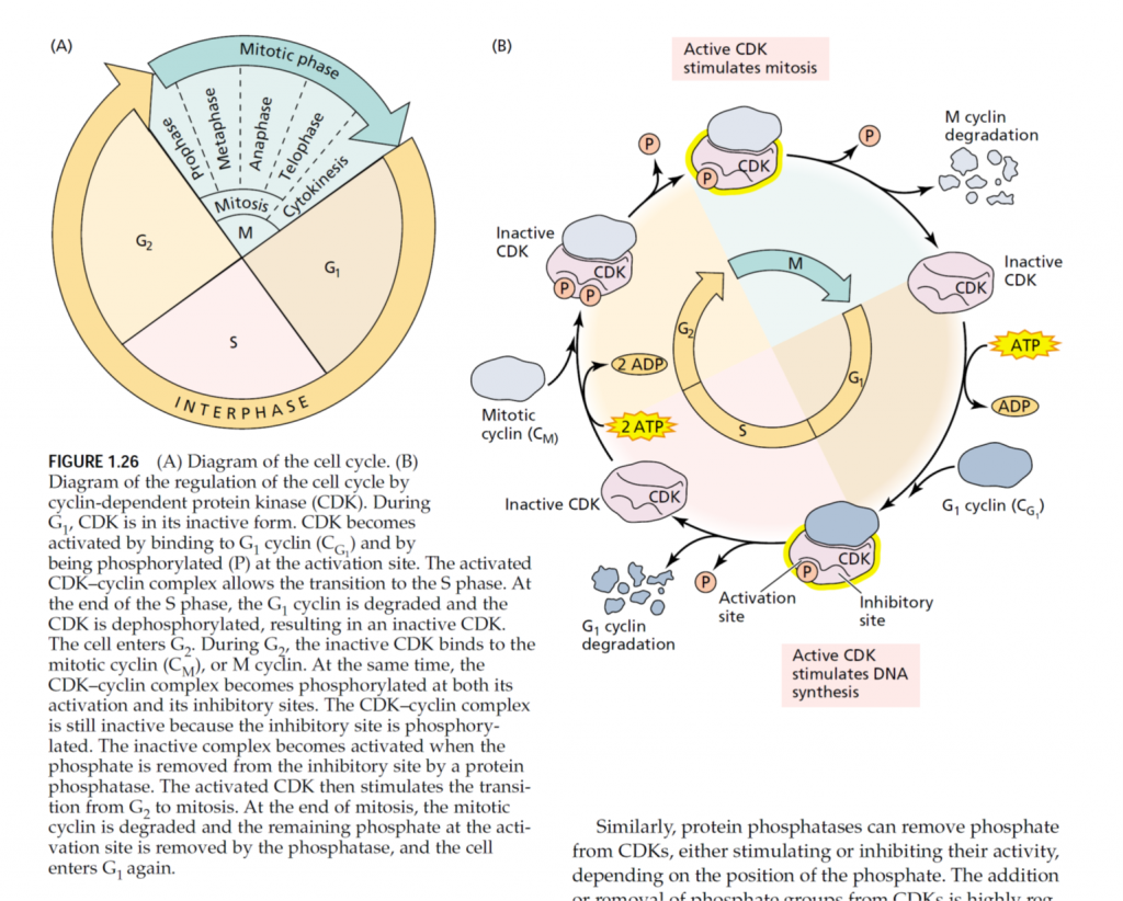 plamy physiology cell cycle 