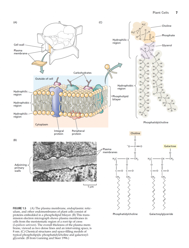 plant cell membranes