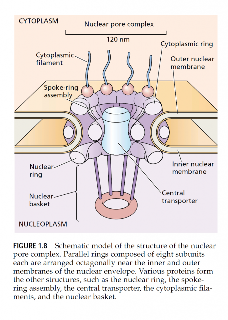 MPC nuclear pore complex