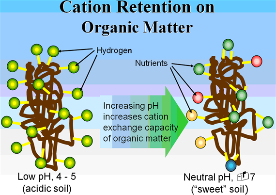 organic cation retention
