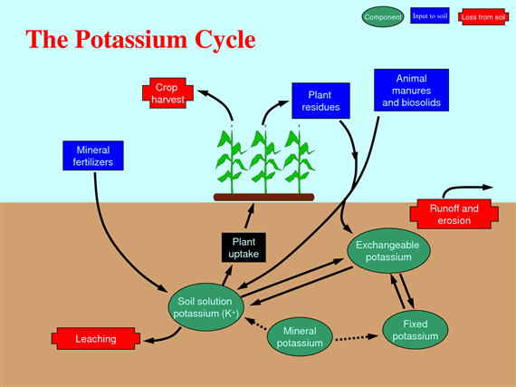 potassium cycle